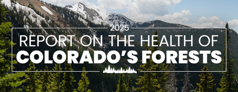 2025 Colorado Forest Health Report