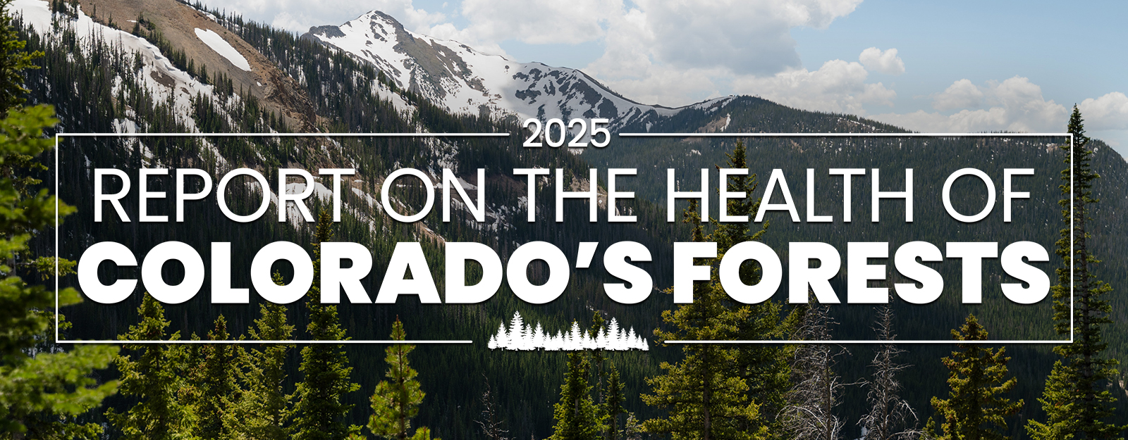 2025 Colorado Forest Health Report