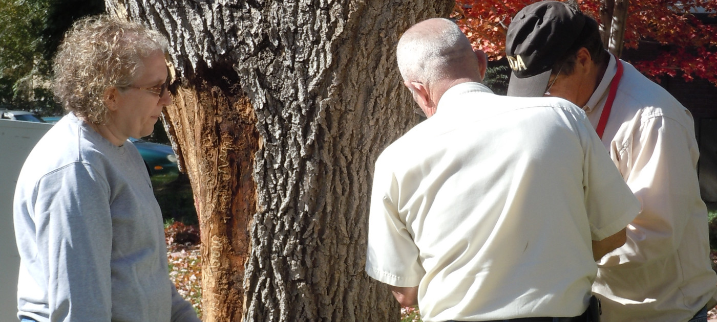 Staff from the federal Animal and Plant Health Inspection Service examine Tree 1. Photo courtesy of Boulder Forestry