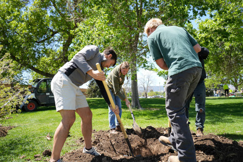 CSU students planting a tree on the Fort Collins campus on Arbor Day