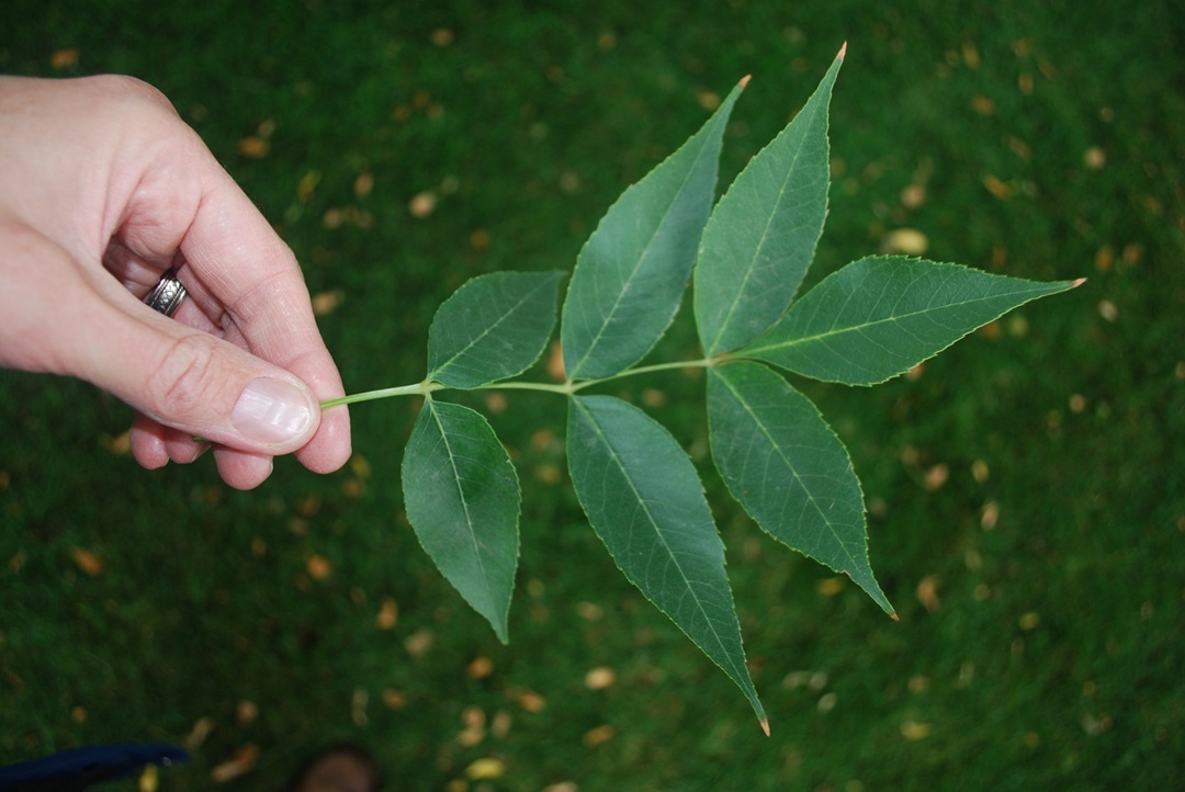 Hand holding ash leaf with 7 leaflets
