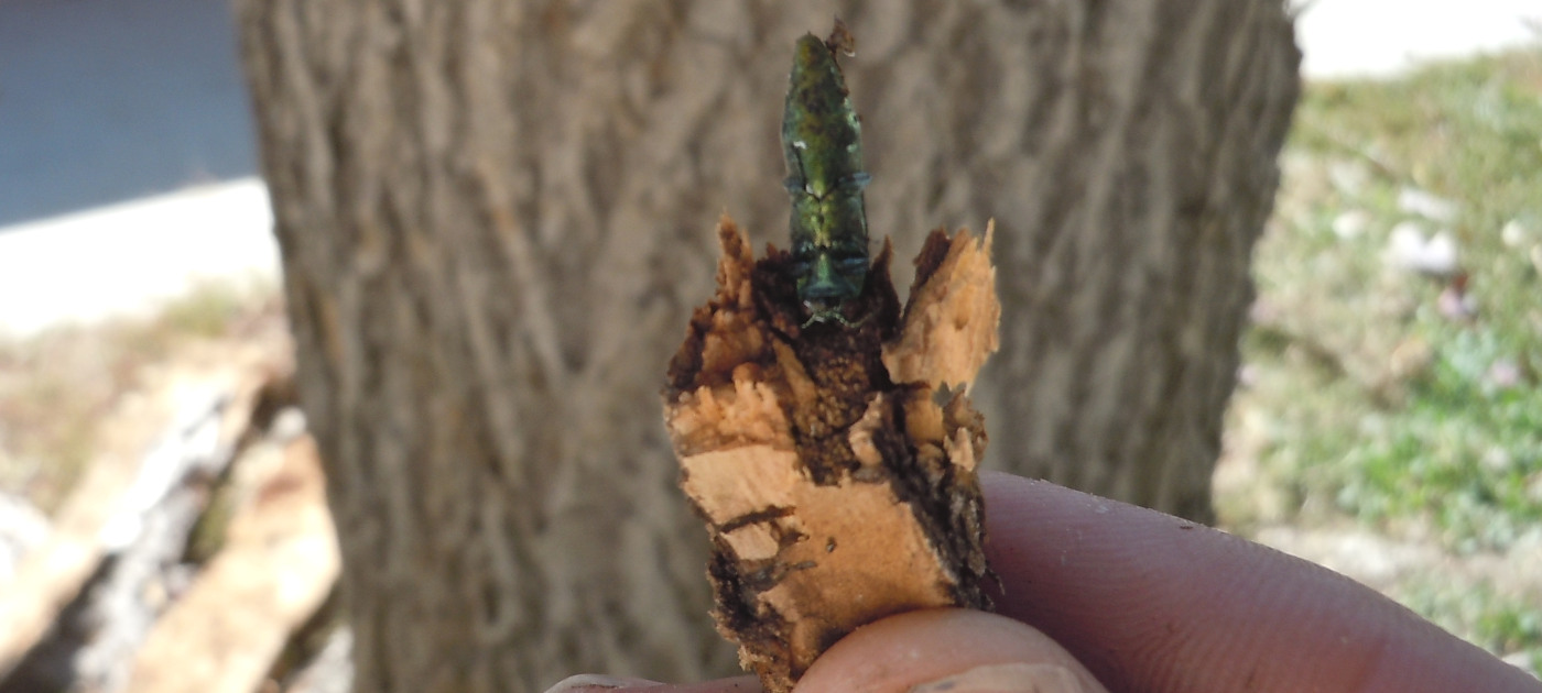 This dead adult emerald ash borer was found in Tree 1. Photo courtesy of Boulder Forestry