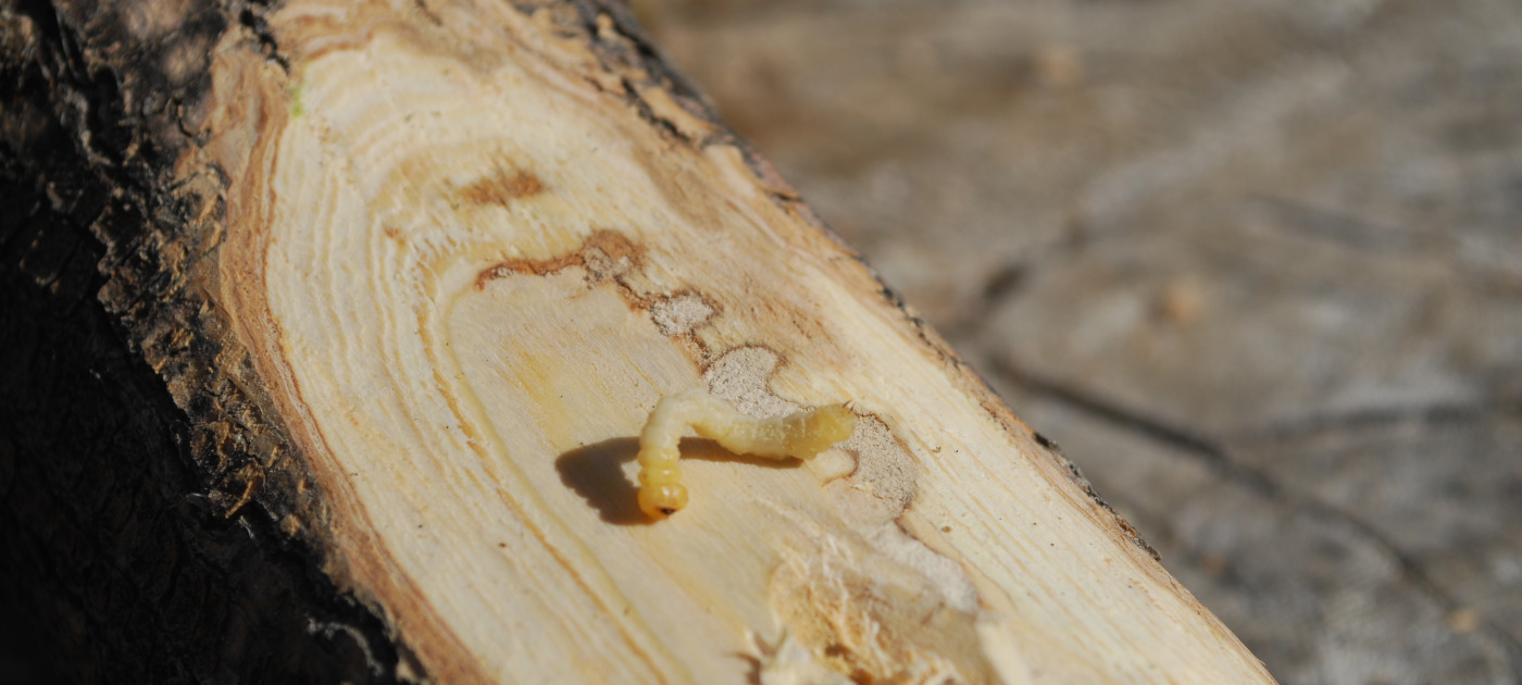 Emerald ash borer larvae