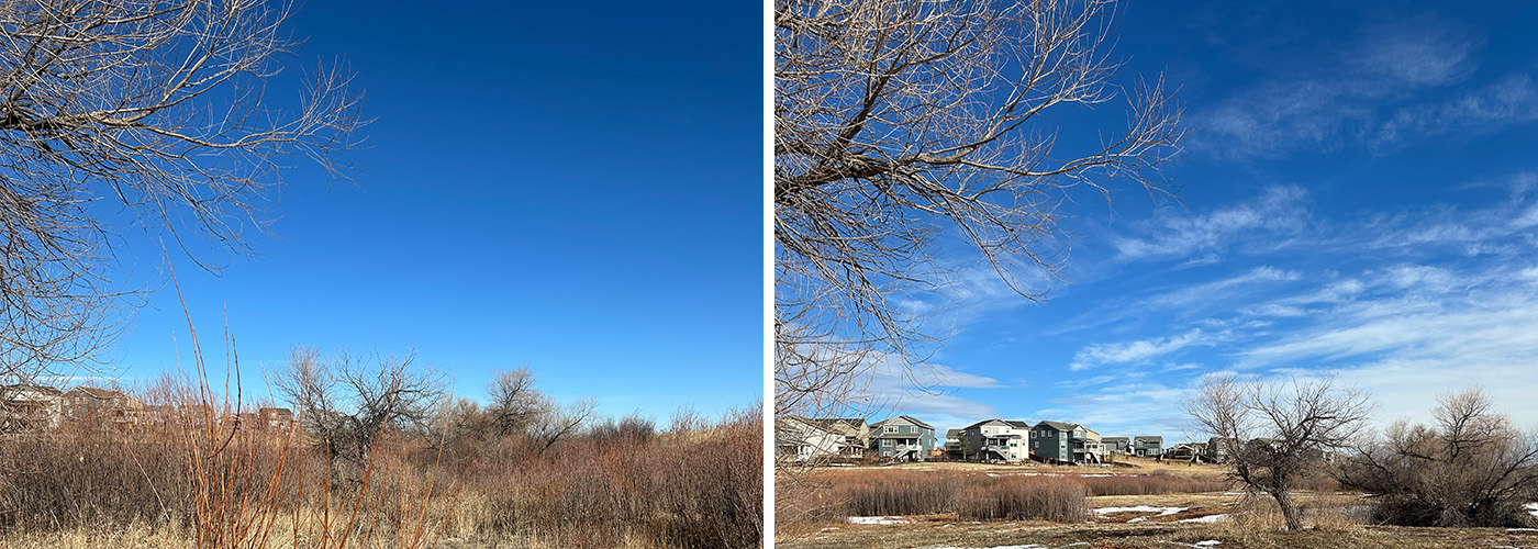 before and after photos of wildfire mitigation in a neighborhood in the wildland-urban interface in Douglas County.