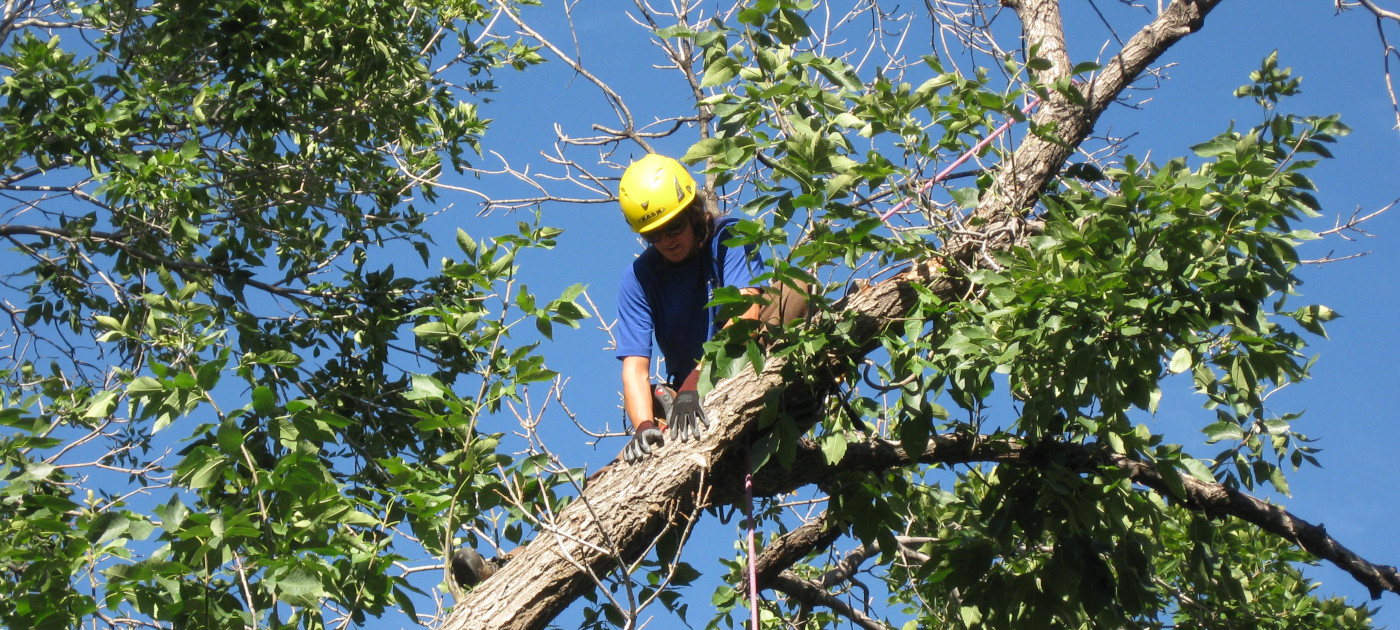 A forester in an ash tree looking for signs of emerald ash borer