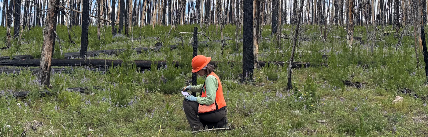 Colorado FIA crew member taking measurements in forest burn area