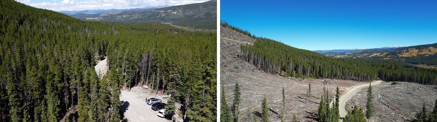 before and after images of a forest thinning project in White River National Forest