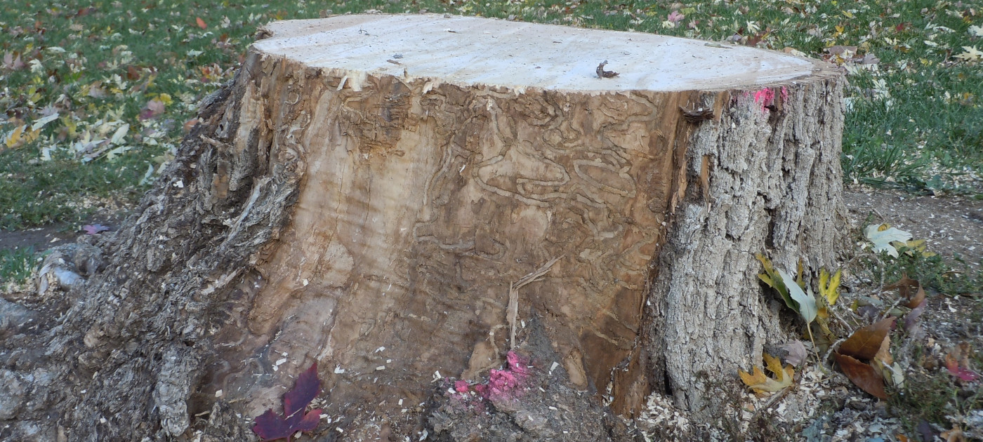 Ash tree stump