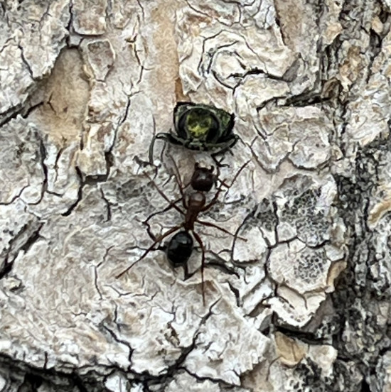 Insect activity on the bark of an ash tree