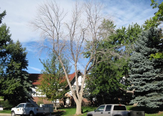 The first known EAB infected ash tree in Colorado