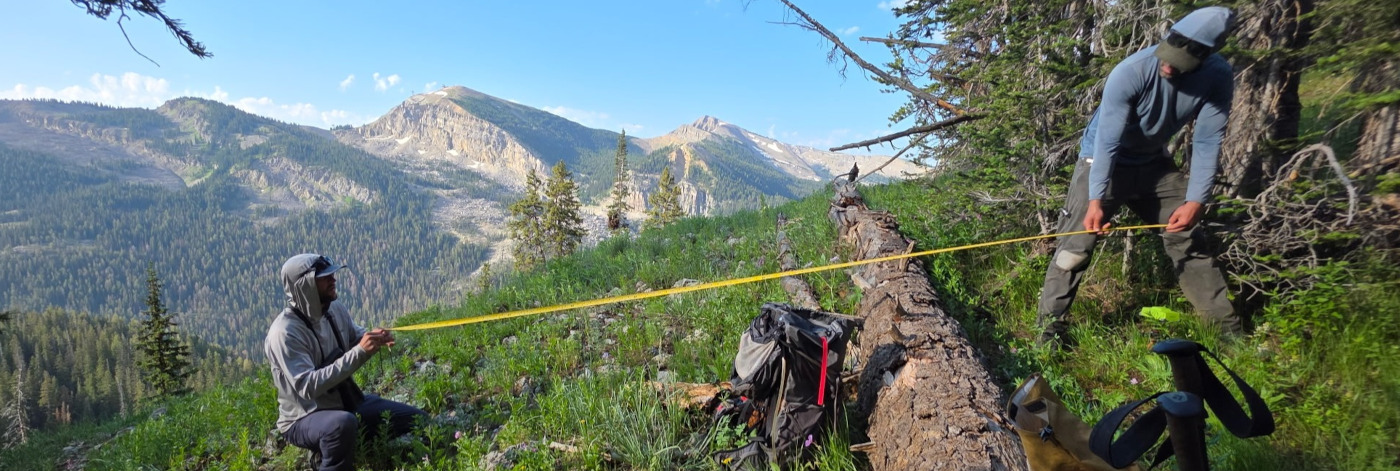 FIA crew measures a forest plot on a hillside in the Rocky Mountains