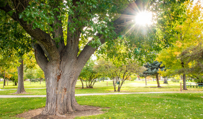 Tree in a northwest Colorado neighborhood part of Tree City USA.