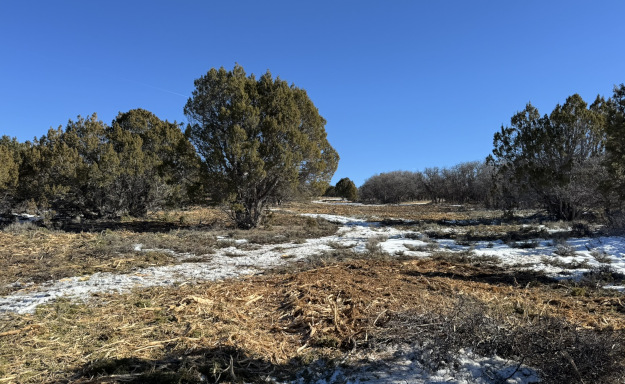 A piñon-juniper, Gambel Oak masitication project in the Rifle, CO area