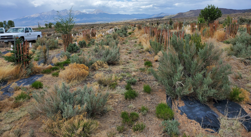 A windbreak planted in Colorado's San Luis Valley