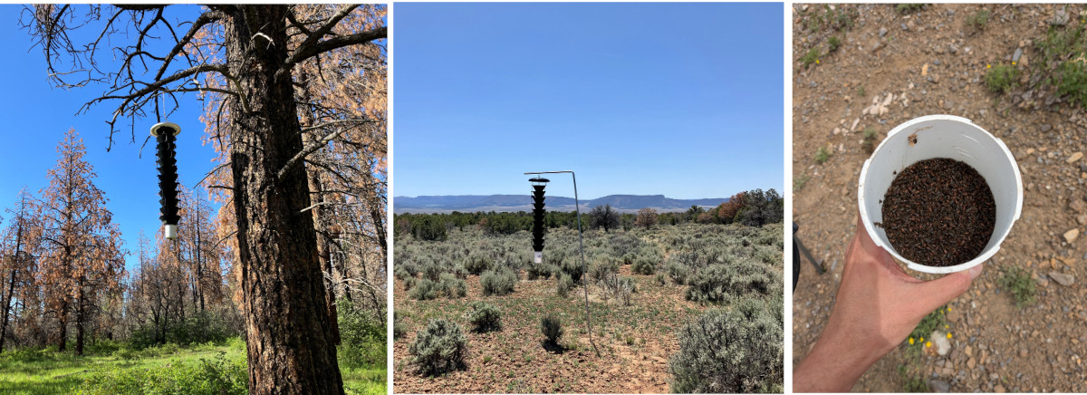 Beetle funnel traps placed in the field in Colorado