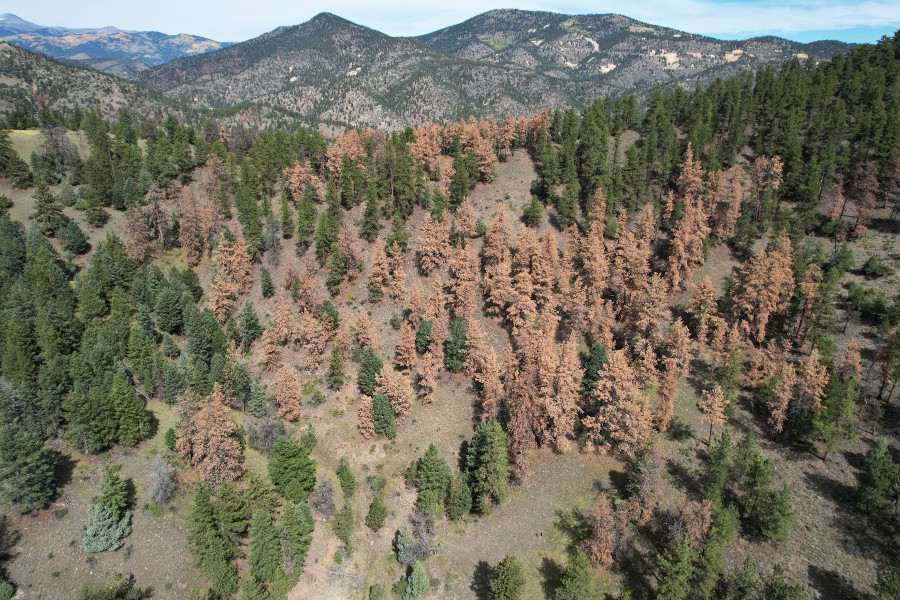 Ponderosa pine mortality in Clear Creek County, Colorado