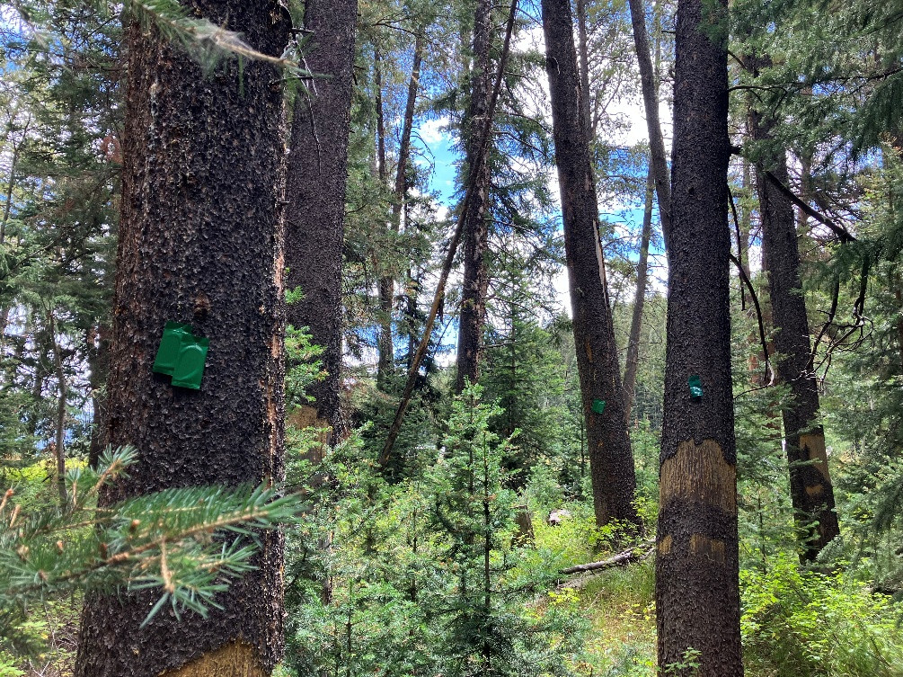 Semiochemicals placed on lodgepole pine in Gunnison County, Colorado