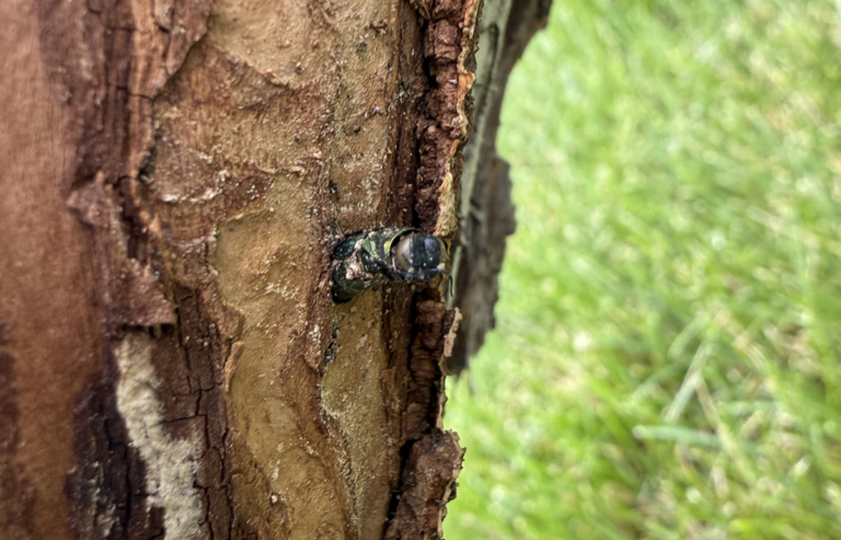 An adult EAB sticks out of a tree