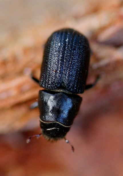 A mountain pine beetle from Colorado