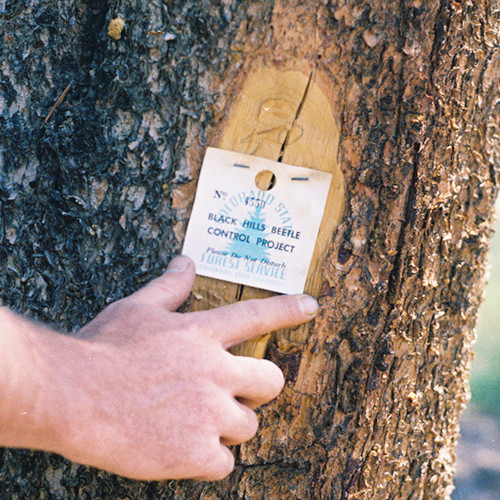 A historical CSFS image showing a tree marked with mountain pine beetle evidence