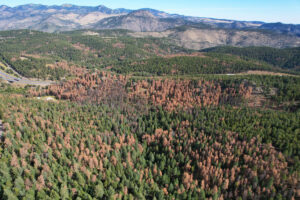 An aerial view of ponderosa pine forests in Jefferson County, Colorado