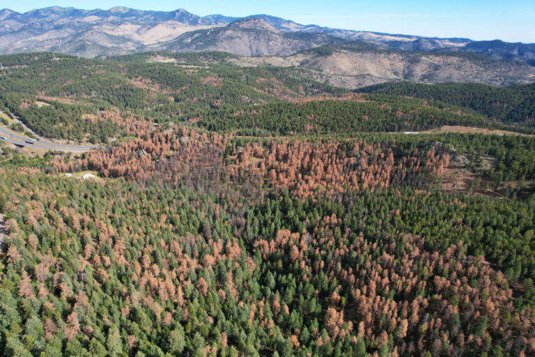 An aerial view of ponderosa pine forests in Jefferson County, Colorado