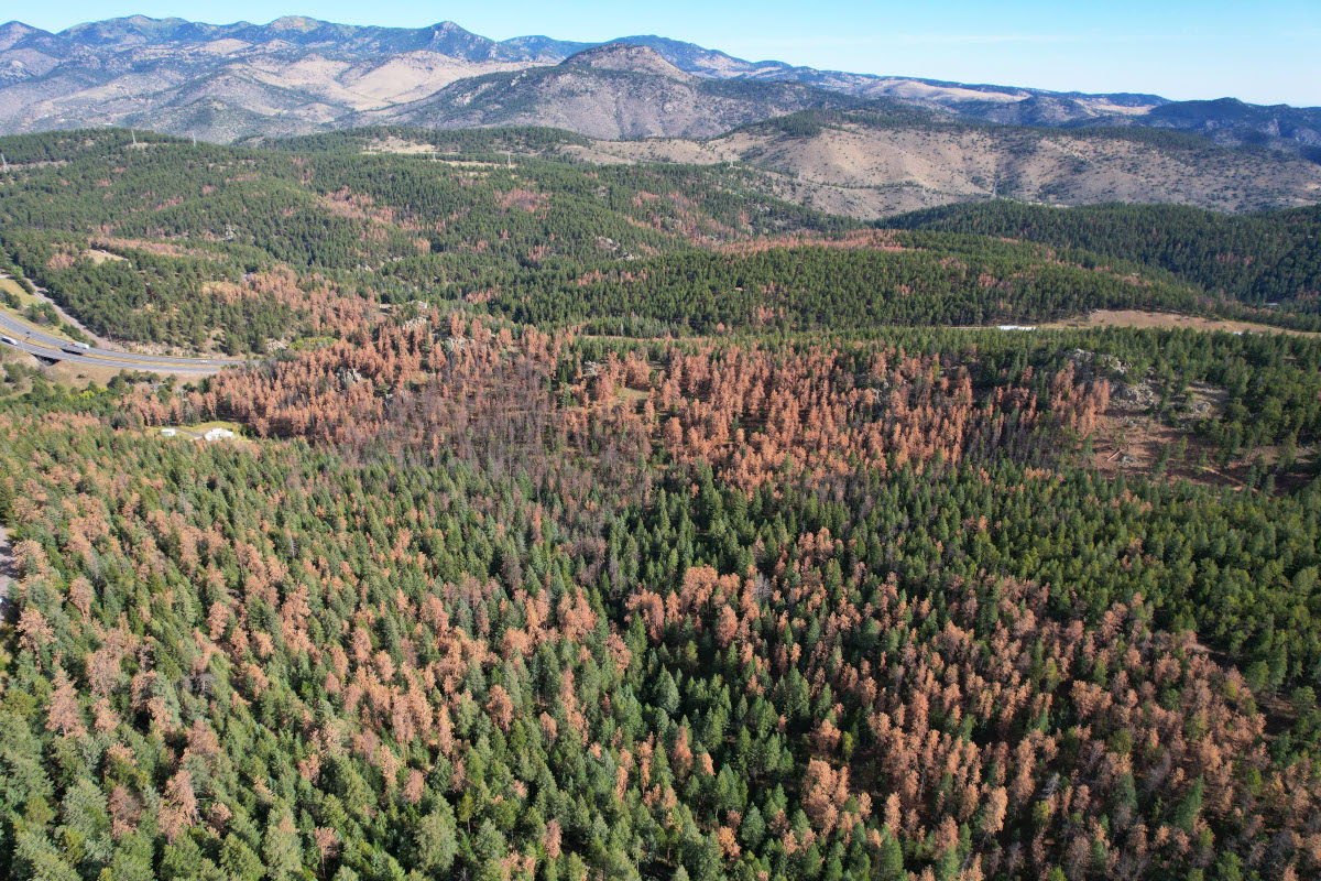 An aerial view of ponderosa pine forests in Jefferson County, Colorado