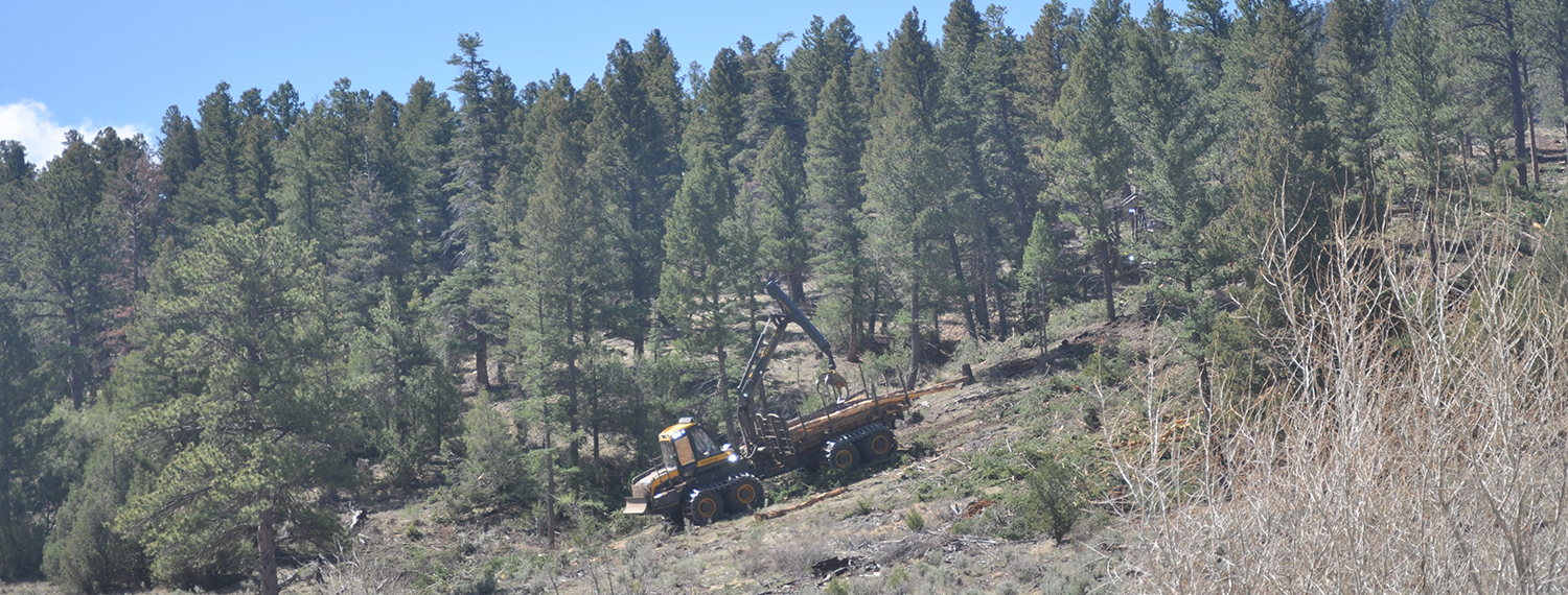 Timber harvesting machinery loads cut logs on a forested hillside.