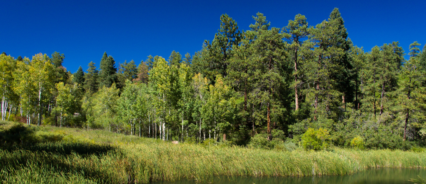 A 35 acre portion of the larger 276 Acre Moonridge Sprucewood Fuels Mitigation Project west of Sedalia.