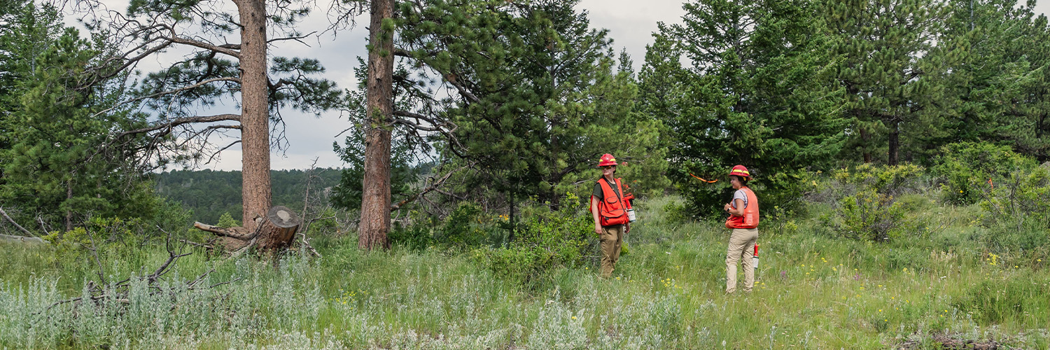 two Colorado State Forest Service foresters monitor a forested landscape.