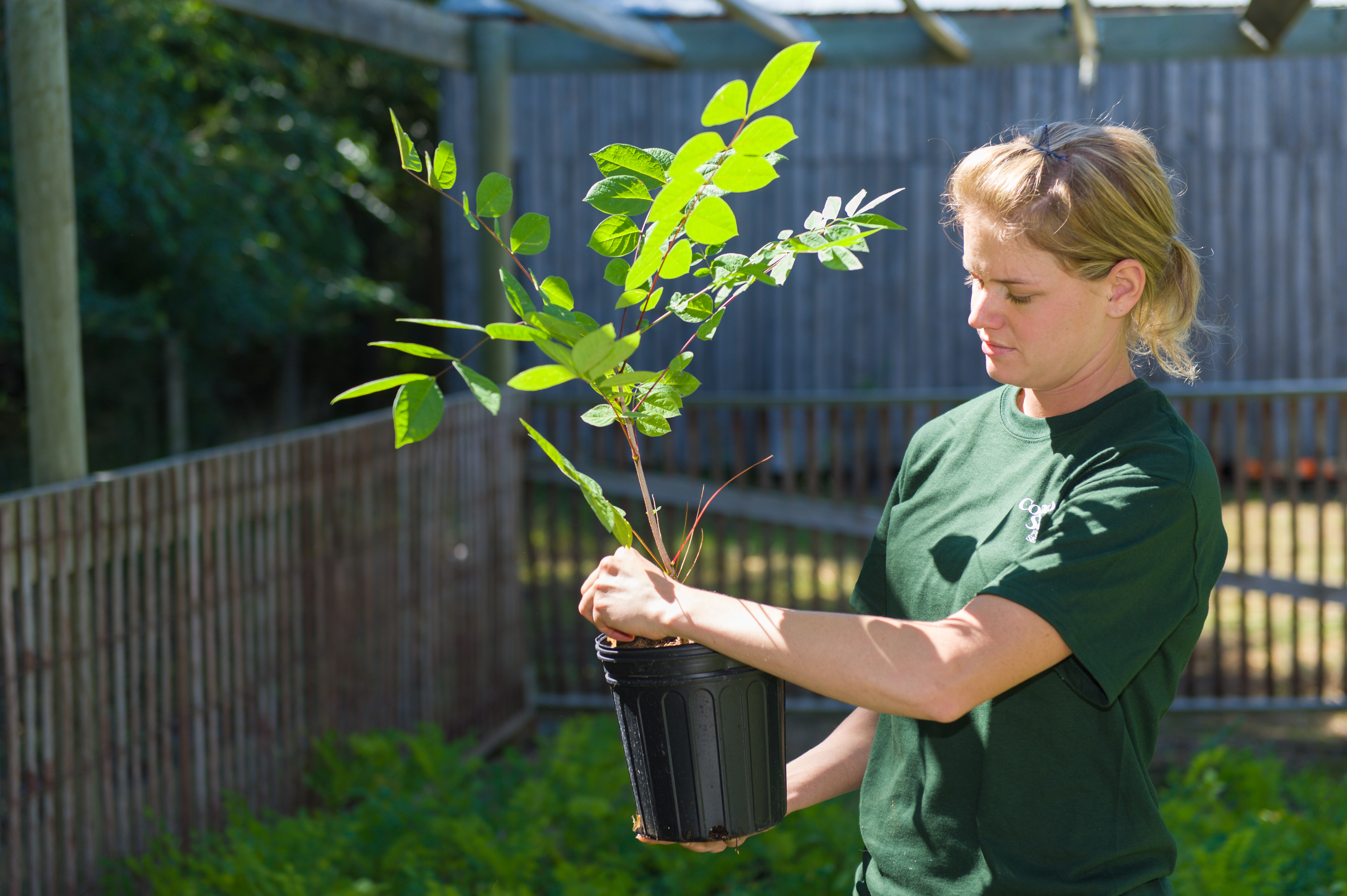 A person holds a leafy seedling in a large pot