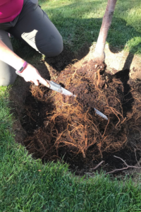 A kneeling person loosens the root ball of a tree with a small hand saw before planting it in a hole in a lawn.
