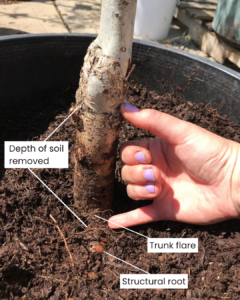 Hand shows depth of soil removed from top of container to locate the trunk flare.