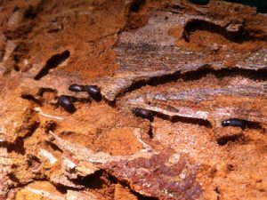 Douglas-fir Beetles