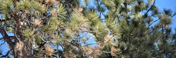 Pine needle dieback due to drought