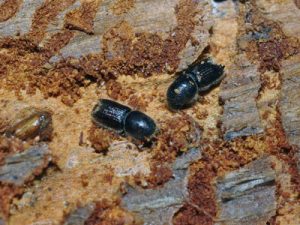 Adult Ips Beetles in a piñon pine