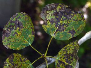 Aspen Leaves Discolored by Marssonina Blight