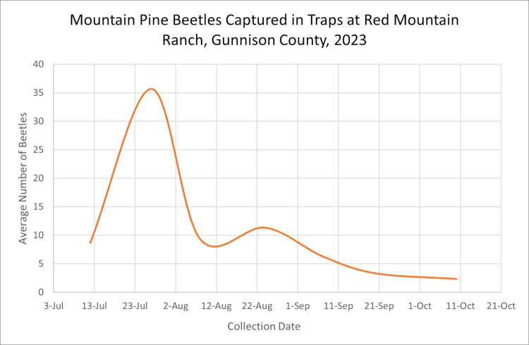 The emergence of adult mountain pine beetles peaked in late July 2023 at Red Mountain Ranch in Gunnison County between Gunnison and Crested Butte, as indicated by the average number of beetles caught in traps set by the Colorado State Forest Service. Graph: Dan West, CSFS