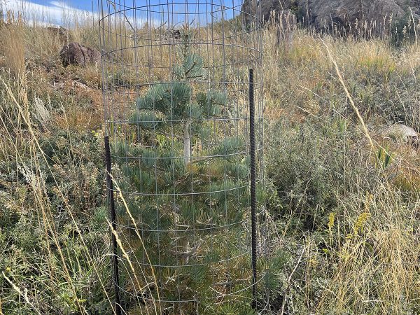 Cages protect young trees from rabbits, deer and cattle. Landowners have to repeatedly change the cages as the trees outgrow them. Photo: CSFS/Burnett