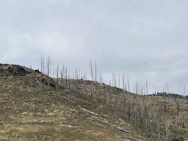 standing dead trees atop a hillside under a cloudy sky