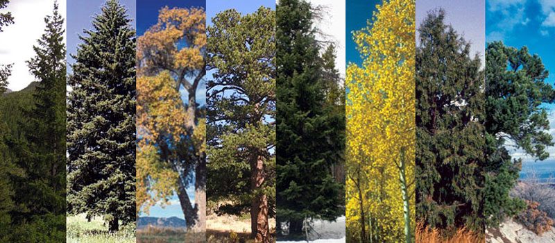 Trees of Colorado