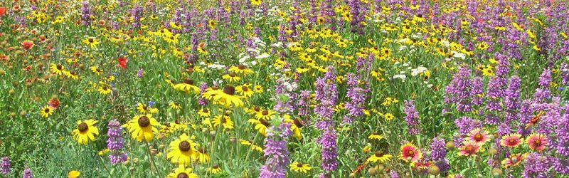 Woodland Park Wildflowers