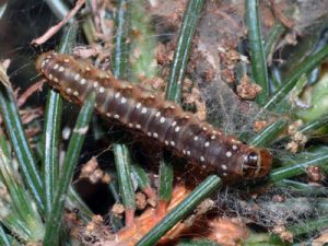 Common Insects & Diseases of Aspen, Colorado State Forest Service