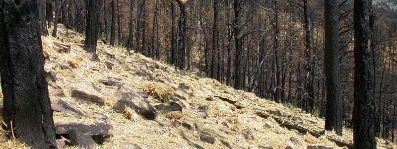 A mulch covered hillslope