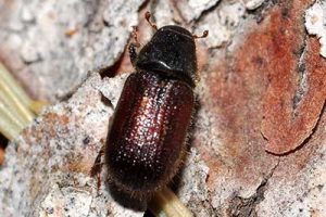 Adult spruce beetle. Photo: W. M. Ciesla